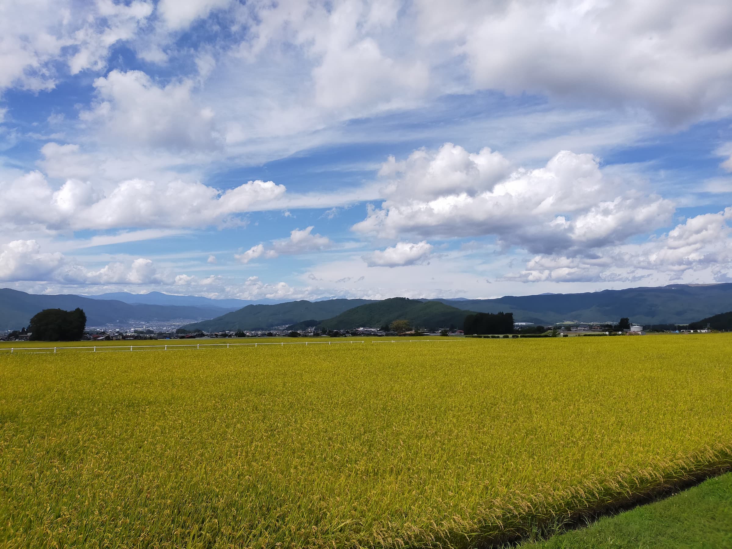 信州サラダについて